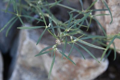 Euphorbia eriantha, photographed by Mike Ostrowski