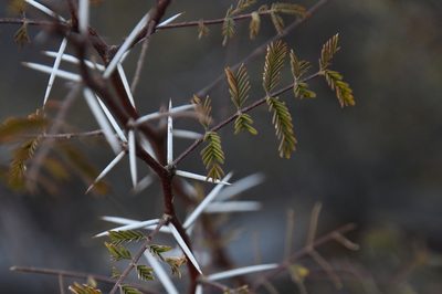 Vachellia constricta, photographed by Mike Ostrowski