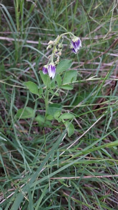 Solanum commersonii, photographed by Roderick Cameron