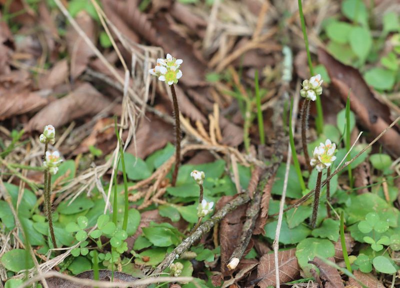 Micranthes texana, photographed by hr_dragonfly