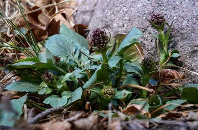 Valeriana arizonica, photographed by Andrew Tree