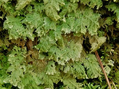 Trichocolea tomentella, photographed by Michael J. Papay