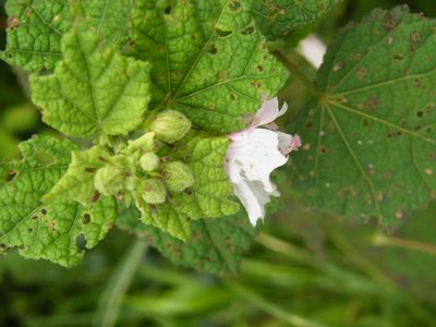 Pavonia columella, photographed by Antoinette Eyssell Knox