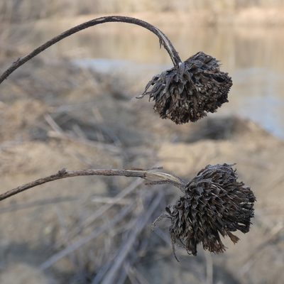 Helianthus tuberosus, photographed by Patrick Hacker