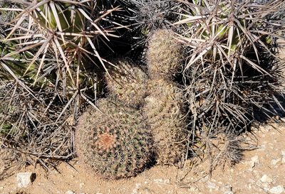 Mammillaria brandegeei, photographed by Michelle Cloud-Hughes
