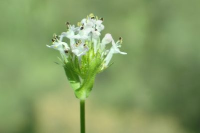 Valeriana macrocera, photographed by Steve Woodward