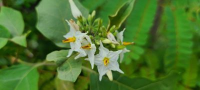 Solanum torvum, photographed by ritirene