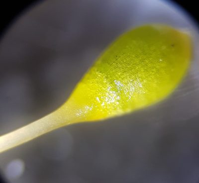 Entosthodon fascicularis, photographed by Helen Waterman