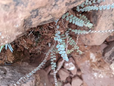Astrolepis cochisensis, photographed by Alexandre Passos