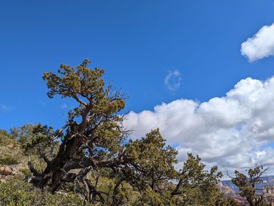 Juniperus deppeana, photographed by Alexandre Passos