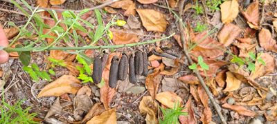 Crotalaria retusa, photographed by ritirene