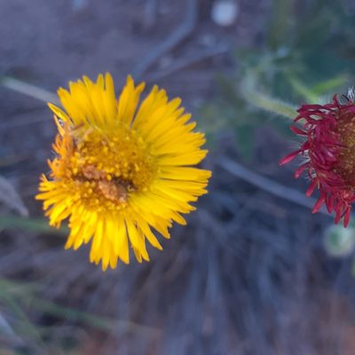 Hysterionica jasionoides, photographed by Benjamin Bender