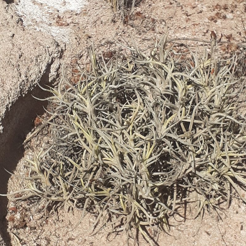Tillandsia andicola, photographed by Benjamin Bender