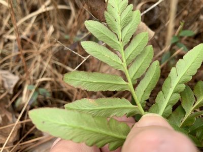 Sceptridium biternatum, photographed by Laura Clark