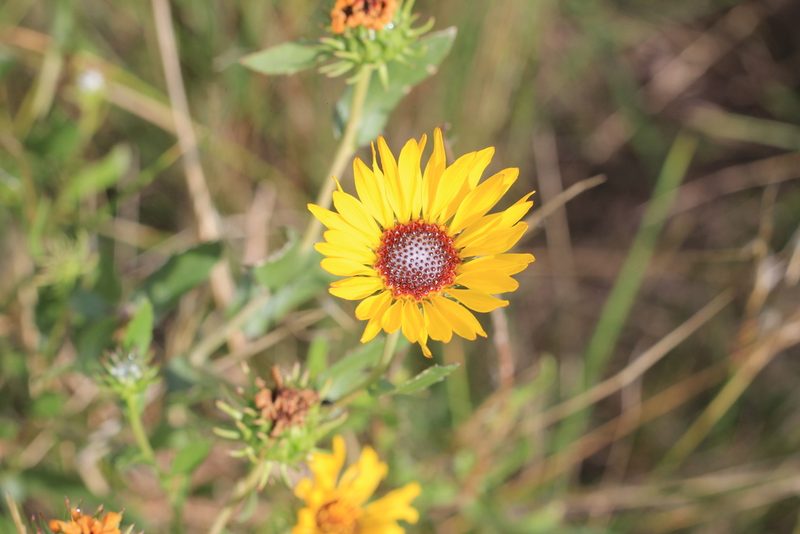 Grindelia pulchella, photographed by Romi Galeota Lencina