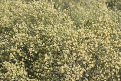 Baccharis notosergila, photographed by Romi Galeota Lencina