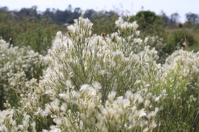 Baccharis notosergila, photographed by Romi Galeota Lencina