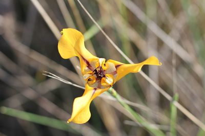 Cypella herbertii, photographed by Romi Galeota Lencina