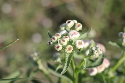 Pluchea sagittalis, photographed by Romi Galeota Lencina