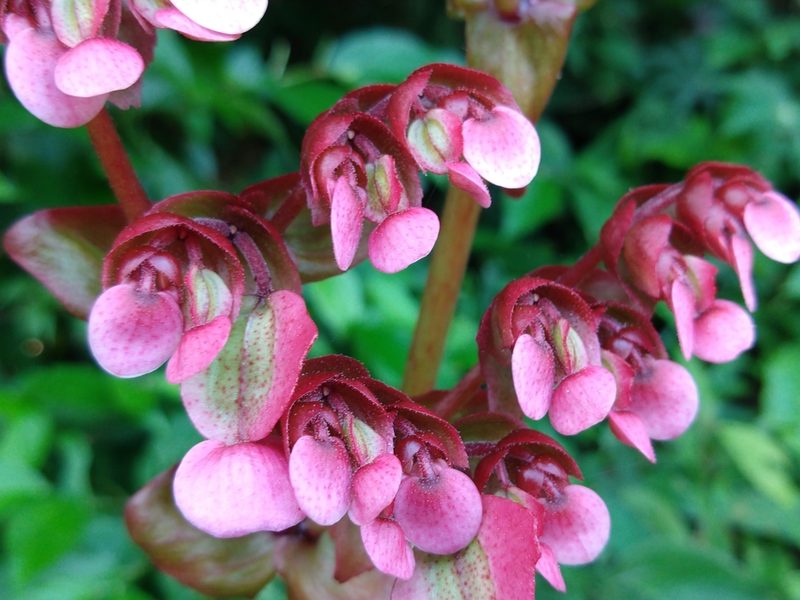Begonia heracleifolia, photographed by Francisco Emilio Roldán Velasco