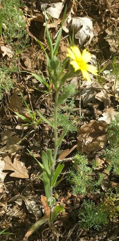 Madia citriodora, photographed by John Brew
