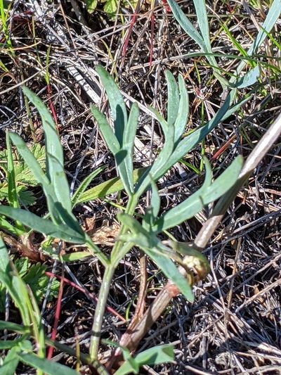 Lomatium piperi, photographed by David Anderson
