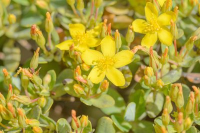 Hypericum scopulorum, photographed by Morten Ross