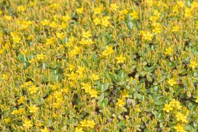 Hypericum scopulorum, photographed by Morten Ross