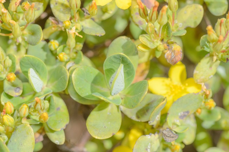 Hypericum scopulorum, photographed by Morten Ross