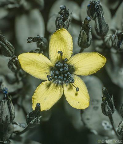 Hypericum scopulorum, photographed by Morten Ross