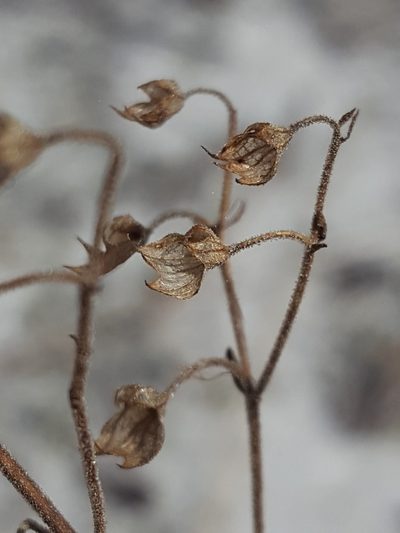 Trichostema suffrutescens, photographed by Alex Abair