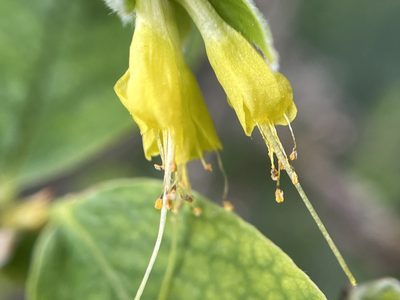 Dirca occidentalis