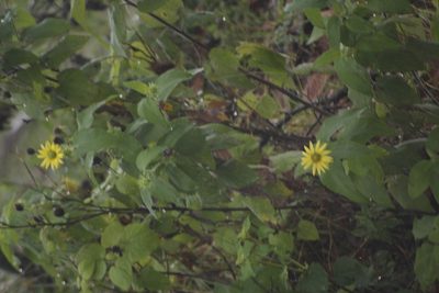 Vigethia mexicana, photographed by Juan Cruzado Cortés