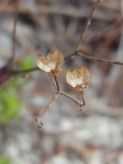 Trichostema suffrutescens, photographed by Alex Abair