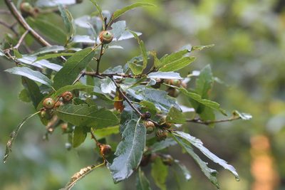 Quercus castanea, photographed by Scott Loarie