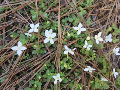 Houstonia procumbens, photographed by Nonbinary-Naturalist