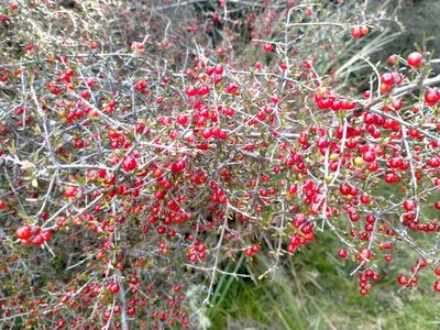 Coprosma decurva, photographed by John Barkla