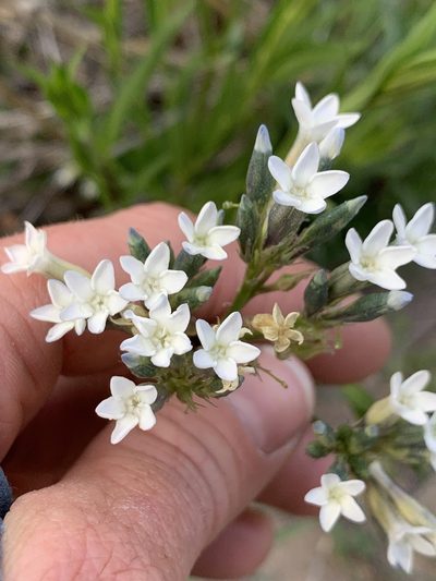 Amsonia palmeri, photographed by Kenzie Anderson-Bell