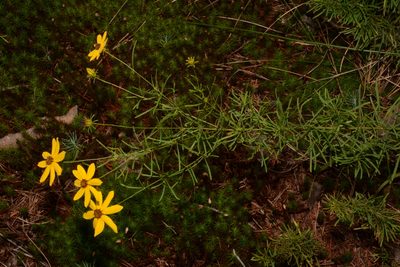 Coreopsis pulchra, photographed by Brian Finzel