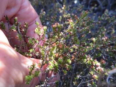 Erica rigidula, photographed by linkie
