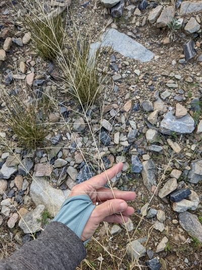 Leptochloa panicea, photographed by Eric Knight