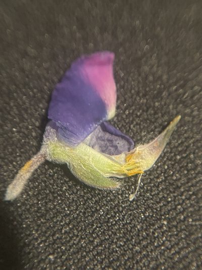 Lupinus affinis, photographed by Dee Shea Himes