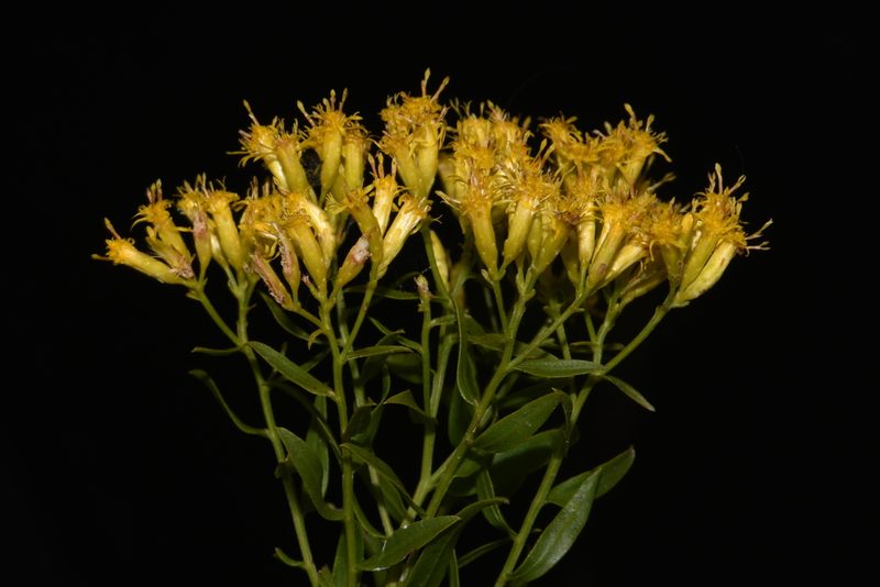 Euthamia leptocephala, photographed by Brian Finzel