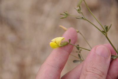 Acmispon rigidus, photographed by Eric Knight