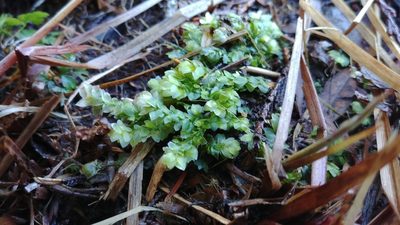 Hookeria lucens, photographed by Fern