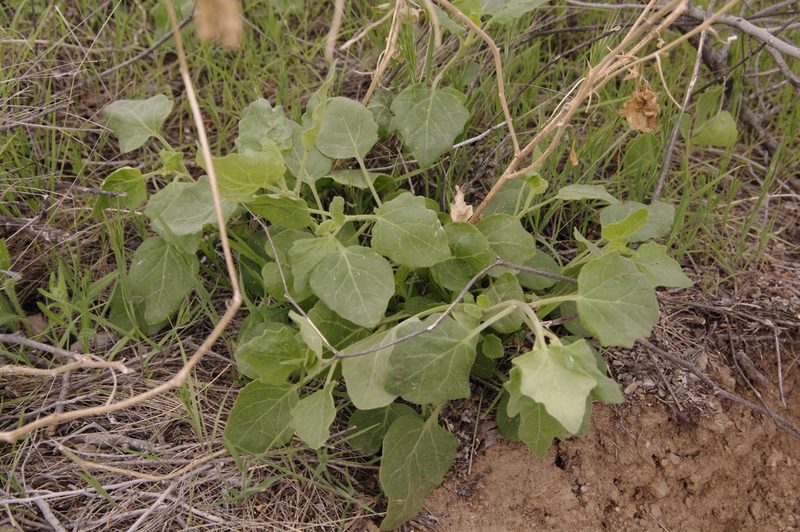 Physalis hederifolia, photographed by Eric Knight