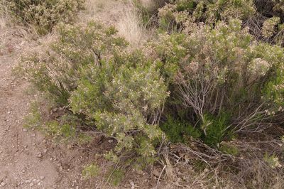 Ericameria laricifolia