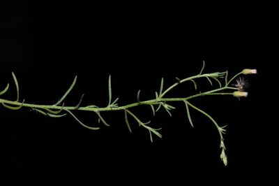 Conyza ramosissima, photographed by Brian Finzel