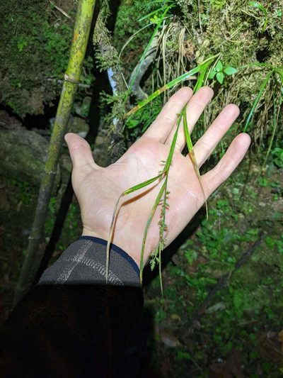Carex polystachya, photographed by Trevor Van Loon