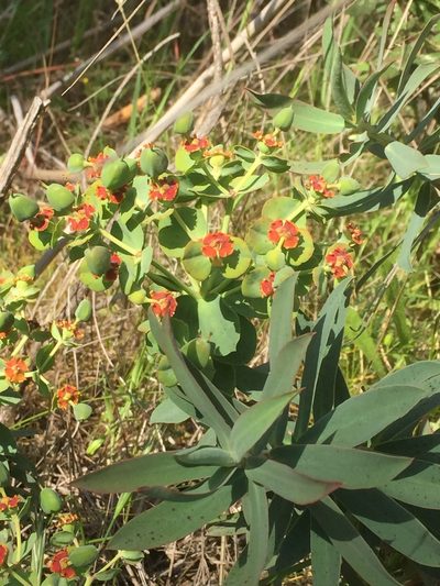 Euphorbia oxyphylla, photographed by Andre Hosper